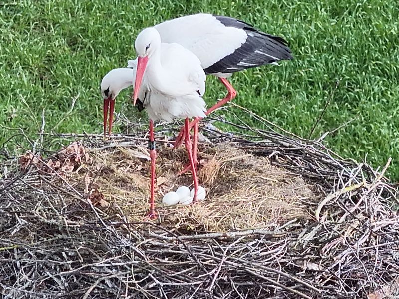 Datei:260330 2 Störche und 4 Eier - klein.jpg