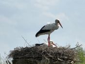 Storchbesuch 2025.jpg